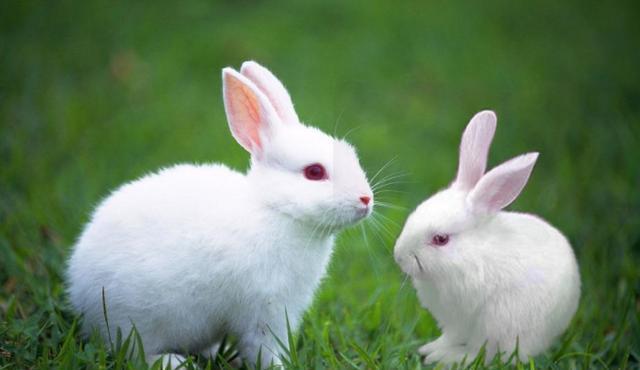 87属兔二次婚姻在几岁（87岁的属兔人的二婚适宜年龄是多少）