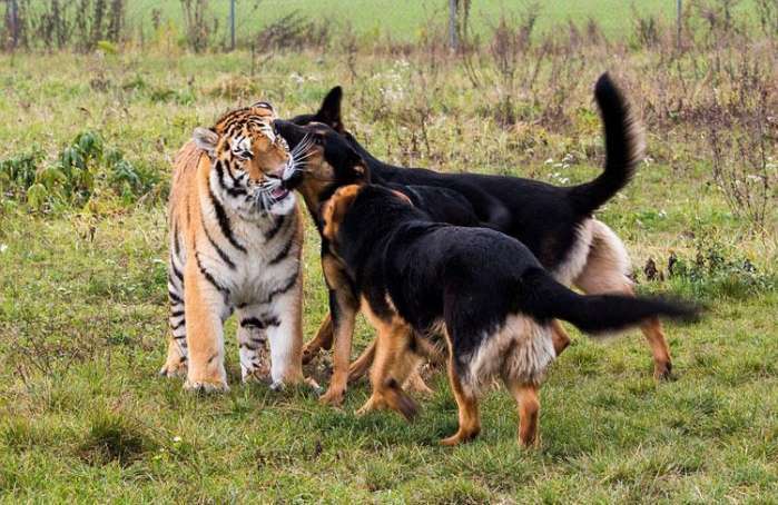 狗和虎相配婚姻如何（狗和虎的相配婚姻是否可行）