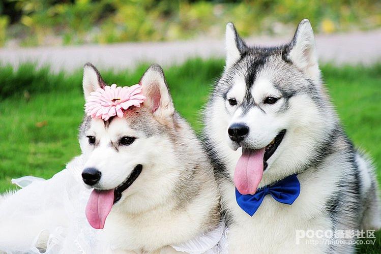狗与狗婚姻是否相配（狗与狗是否有能力进行婚姻）